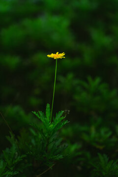 黄金菊