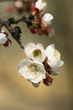 桃花寻蜜