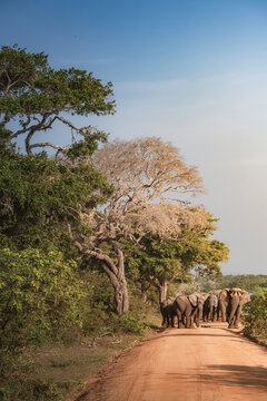 斯里兰卡雅拉国家公园象群