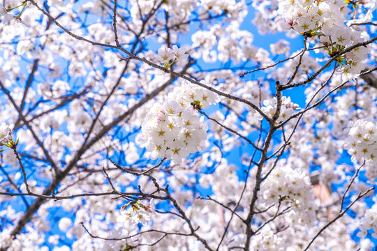 春日蓝天下樱花特写