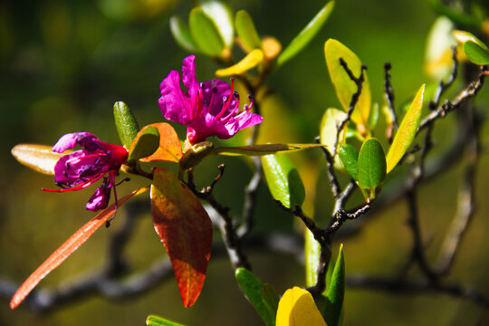 秋季杜鹃花