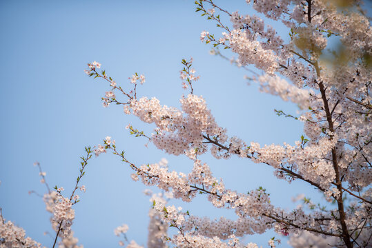 樱花