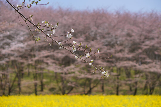 樱花