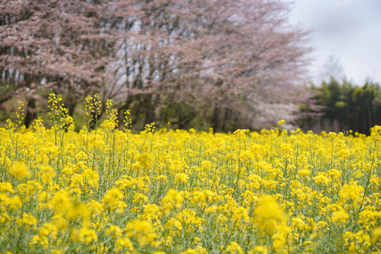 油菜花