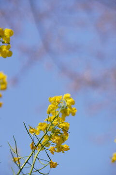 油菜花