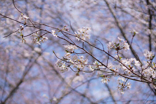 樱花