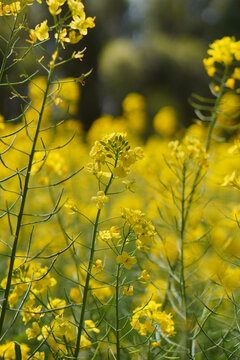 油菜花