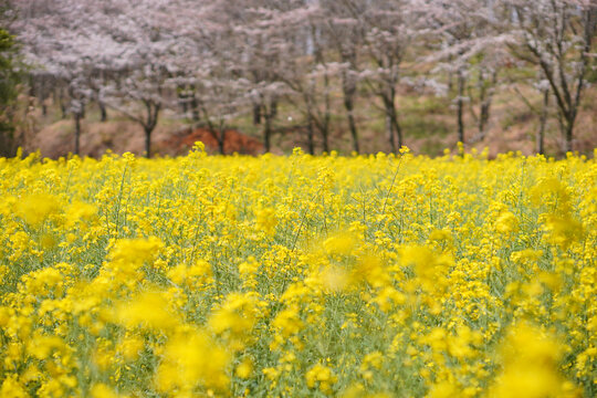 油菜花