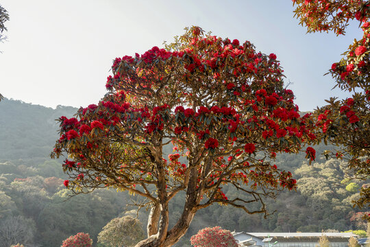 永德大雪山杜鹃花