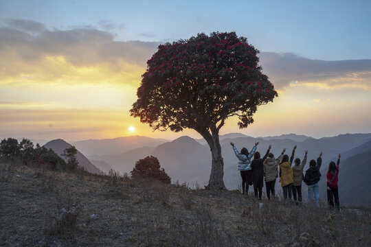 永德大雪山杜鹃花