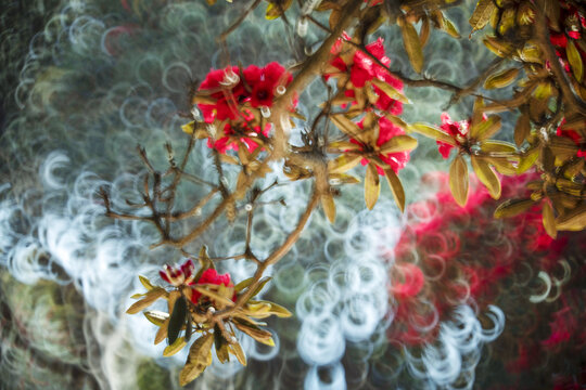 永德大雪山杜鹃花