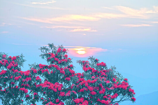 永德大雪山杜鵑花