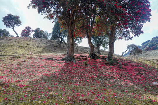 永德大雪山杜鹃花