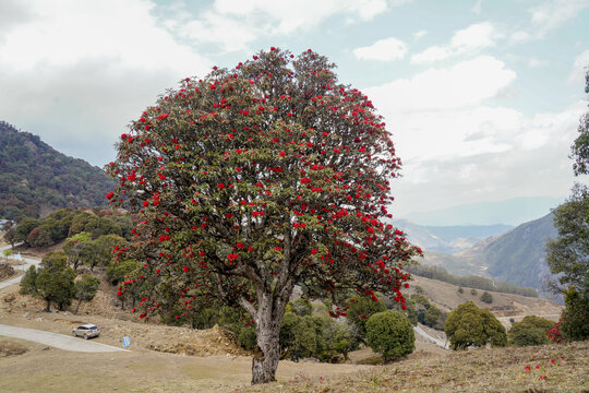 永德大雪山杜鹃花