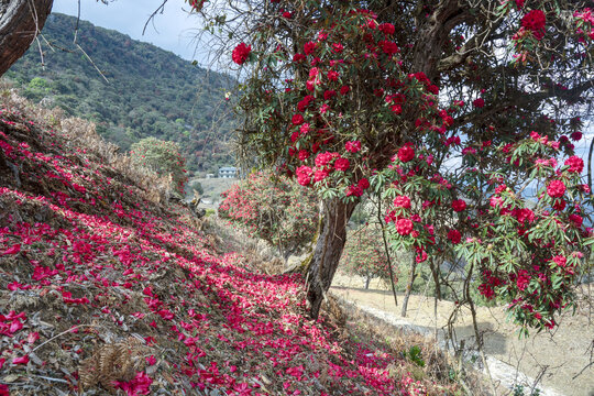 永德大雪山杜鹃花