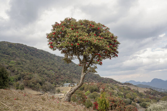 永德大雪山杜鹃花