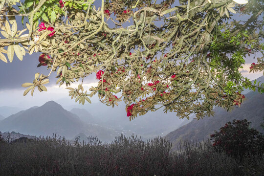 永德大雪山杜鹃花