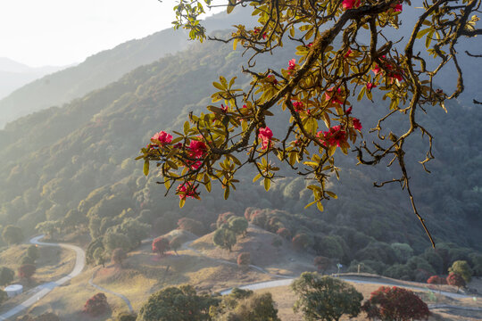 永德大雪山杜鹃花