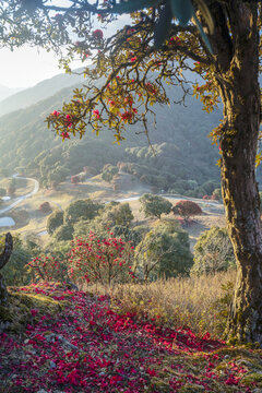 永德大雪山杜鹃花