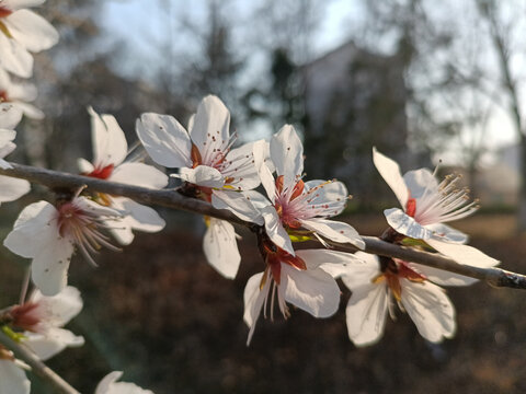 桃花枝