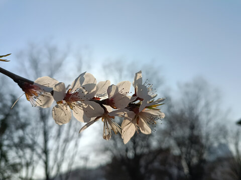 桃花枝头逆光