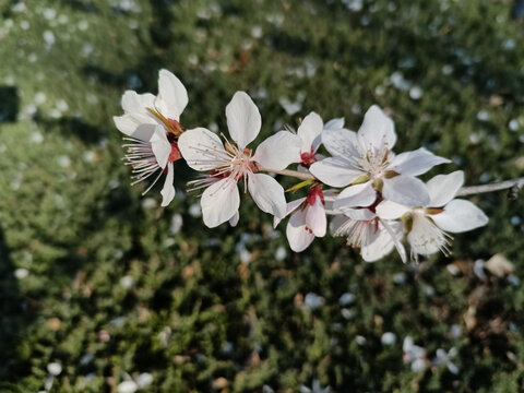 桃花枝遍地落花