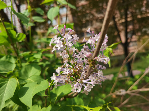 丁香花