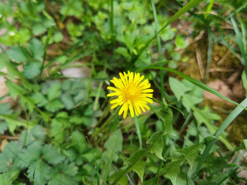 黄色蒲公英花