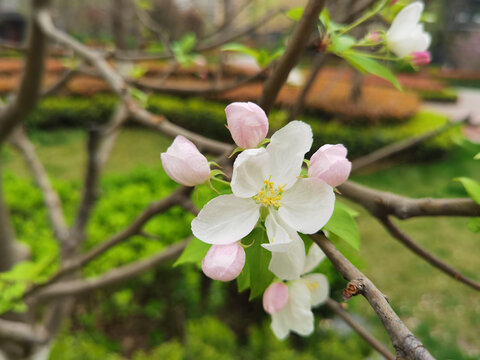 浪漫樱花