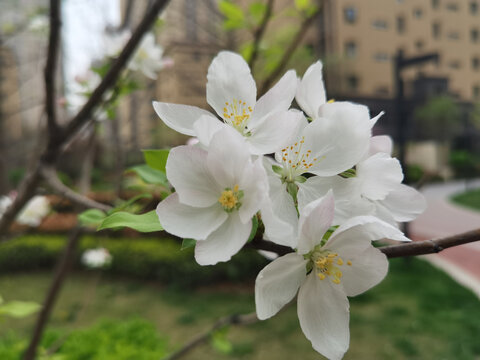 美丽的樱桃花