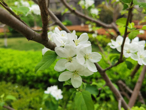 美丽樱花