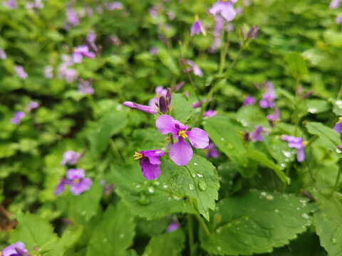 二月兰花