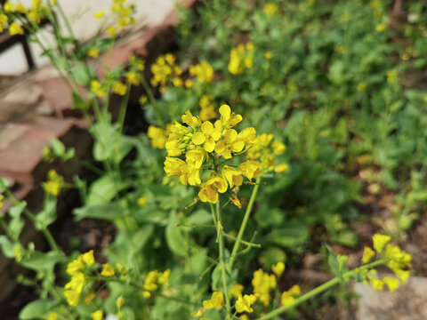 蜜蜂在油菜花上采蜜