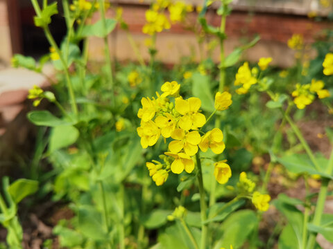 春天的油菜花