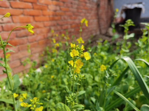 油菜花