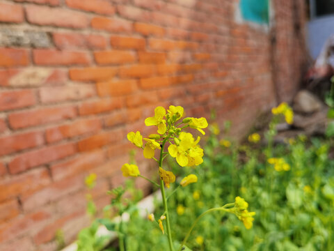 油菜花