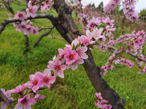 桃花