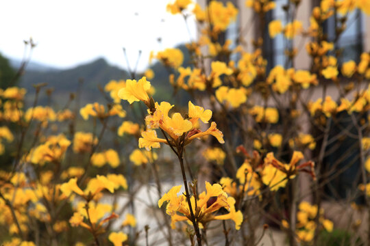 黄花风铃木