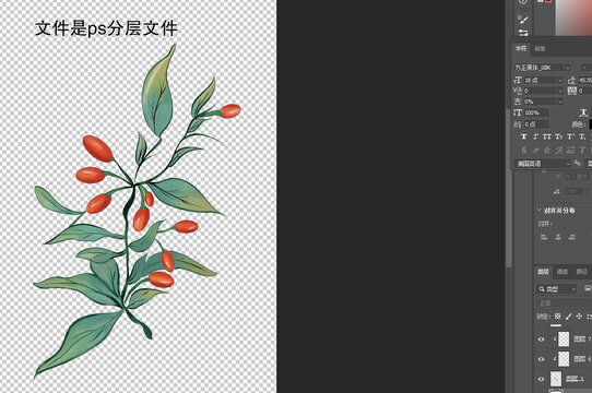 枸杞手繪插畫