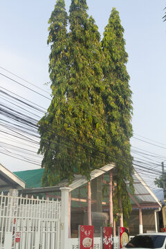 芭提雅街景