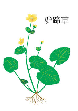 驢蹄草