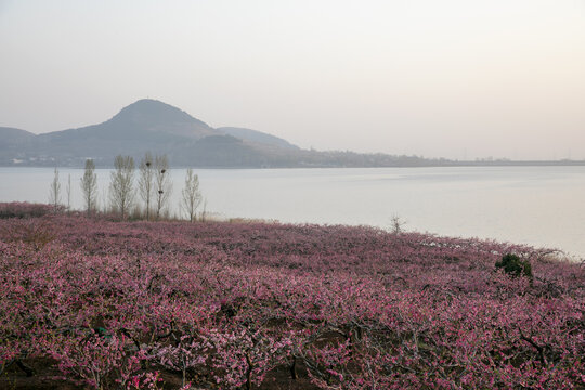 湖畔桃花