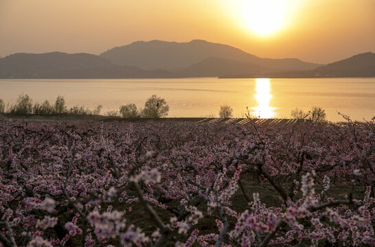 夕照桃园