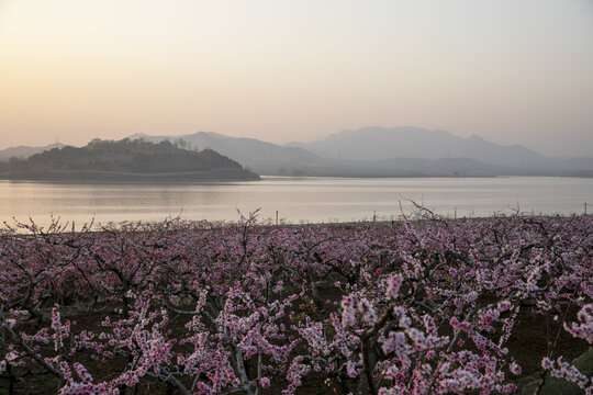 湖畔桃花