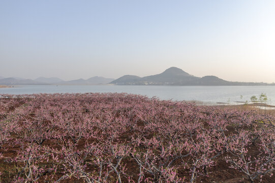 岸边的桃花源