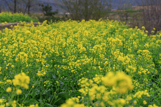 油菜花开