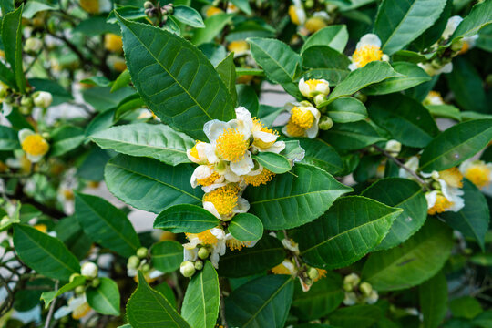 山茶树花