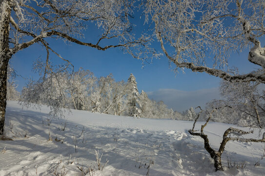 东北林海雪景