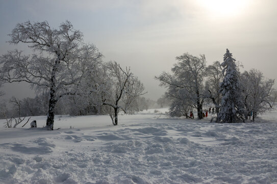 东北林海雪景