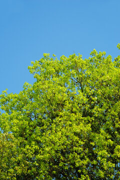 天空绿树枝叶